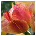 Dordrecht