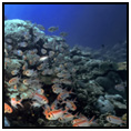 Tobago Cays