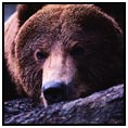 Kodiak