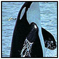 San Juan Islands